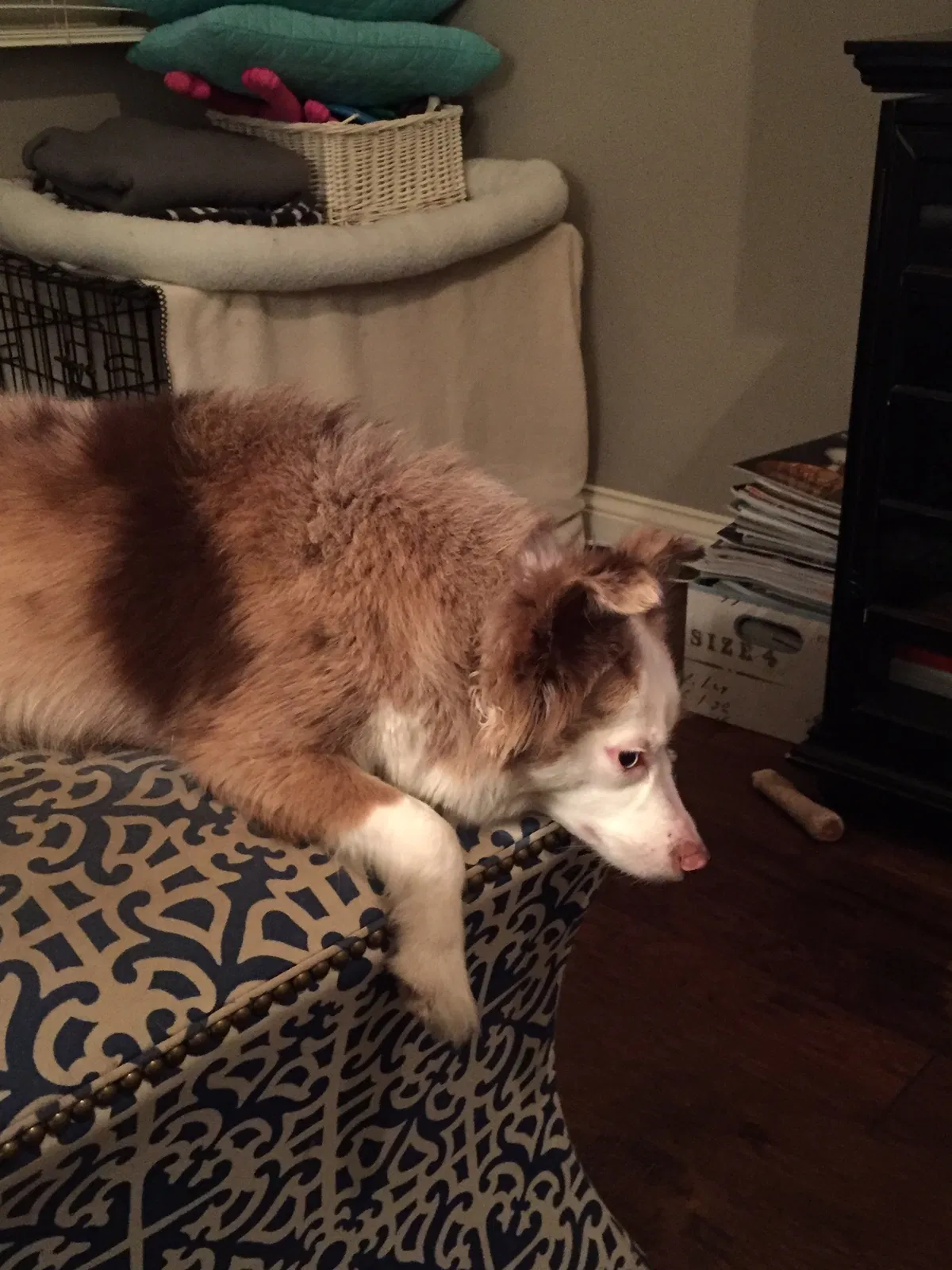 Found dog in Carmel, IN, 46032