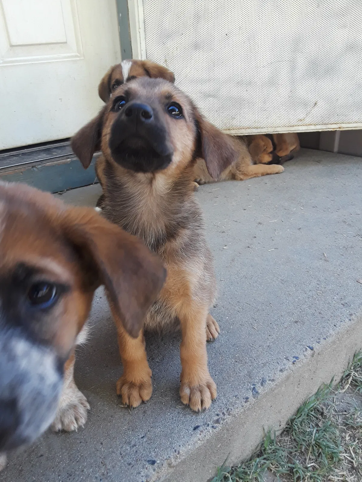 Found dog in Delhi, CA, 95315
