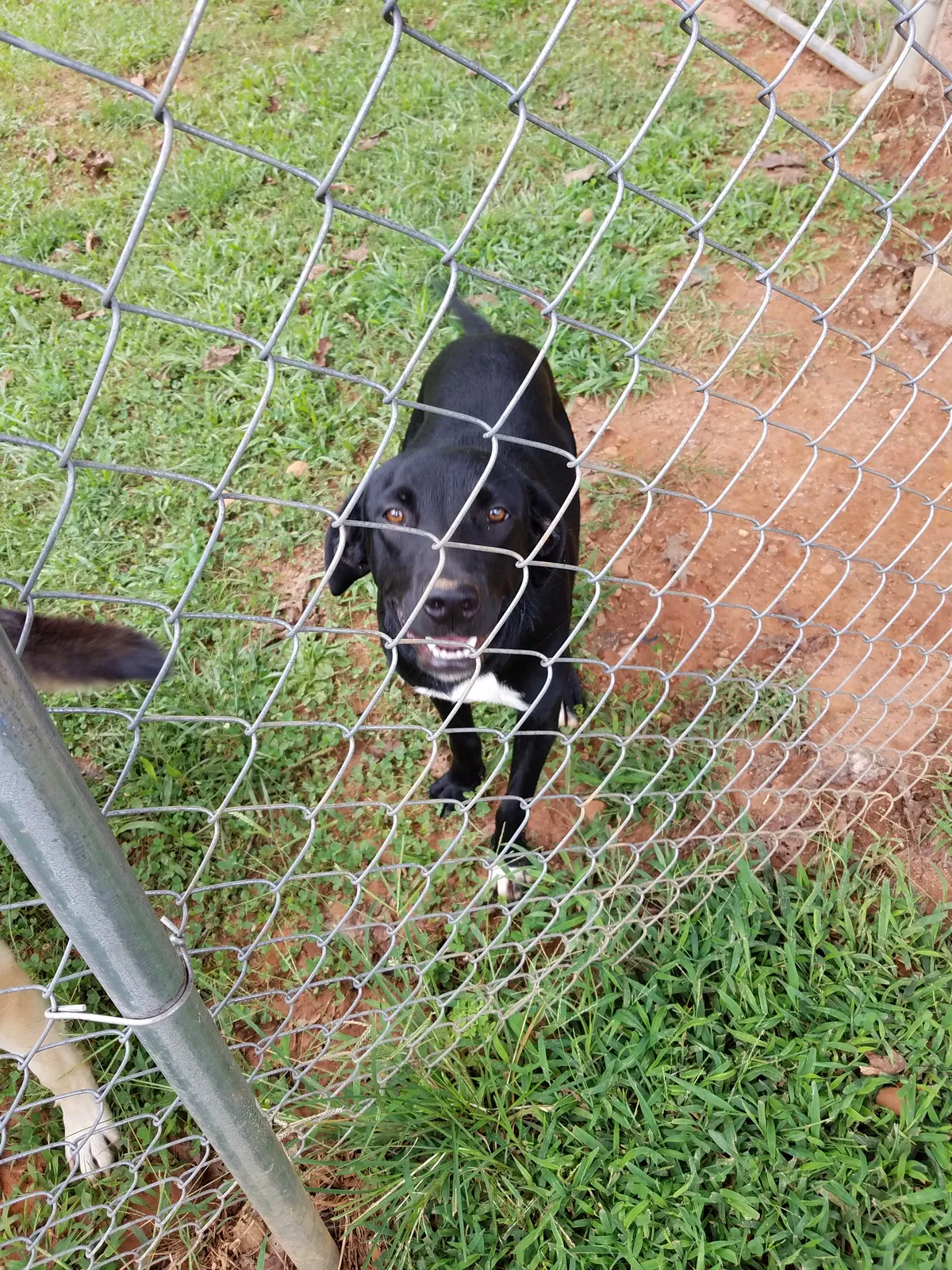 Found dog in Taylorsville, NC, 28681