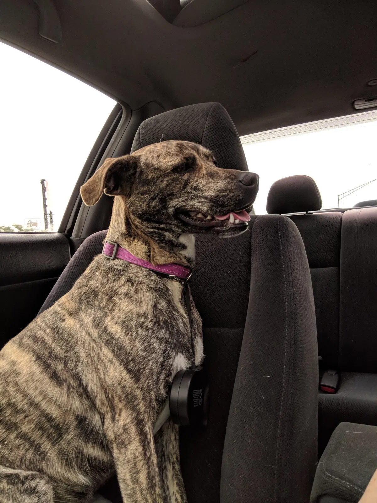 Found dog in Cincinnati, OH, 45212