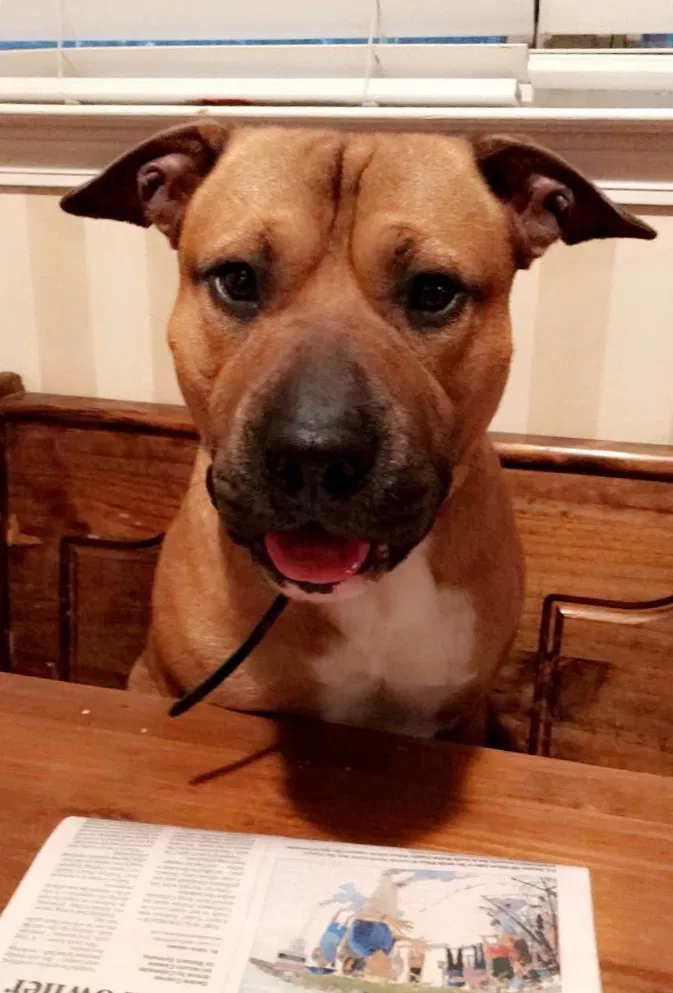 Found dog in Brentwood, TN, 37027
