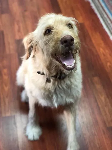 Found dog in Jonesville, LA, 71343