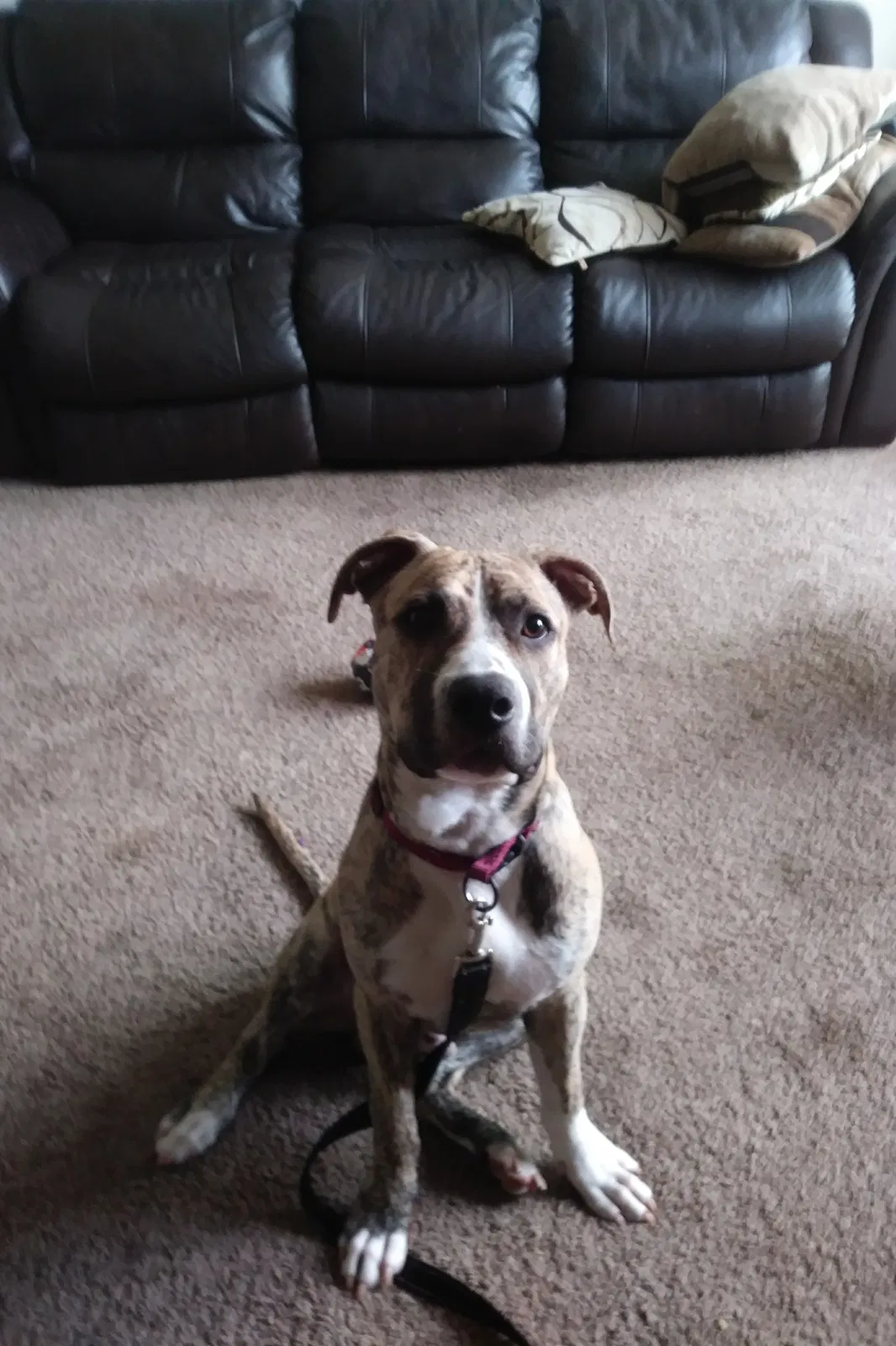 Found dog in Clinton Township, MI, 48036