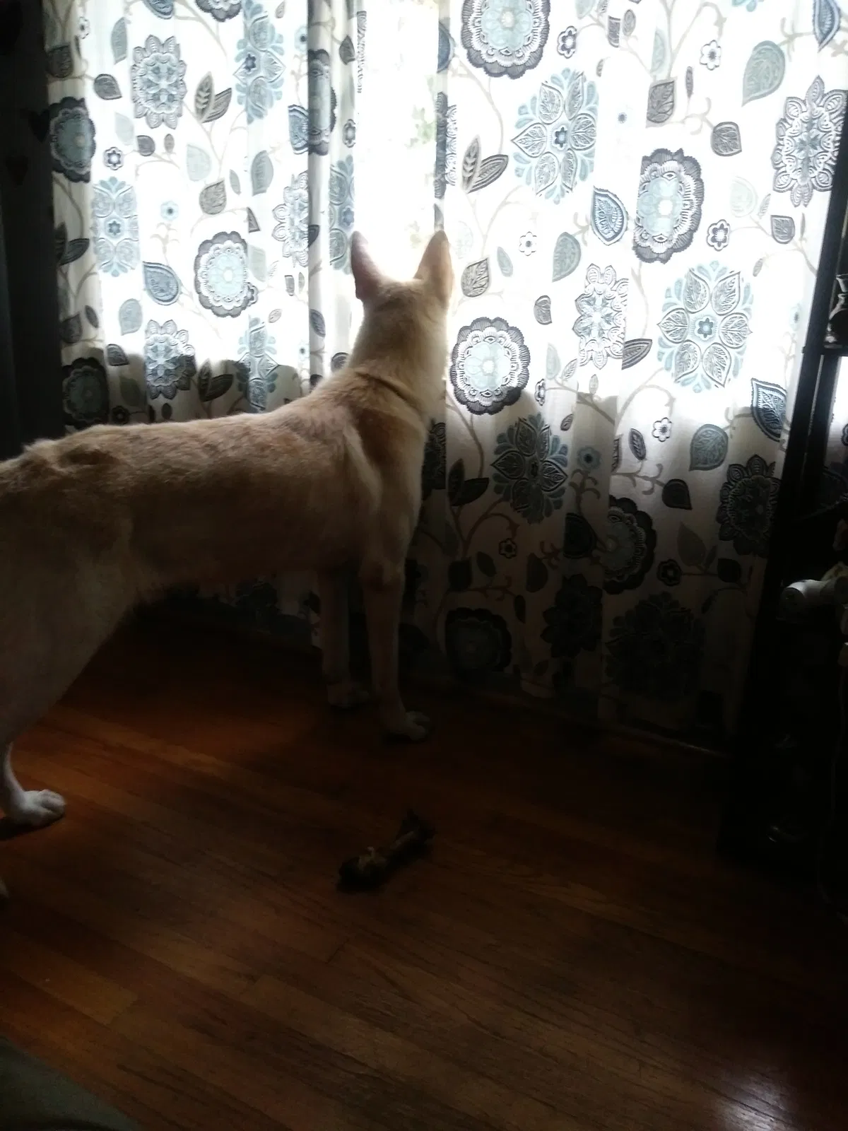 Found dog in Inkster, MI, 48141