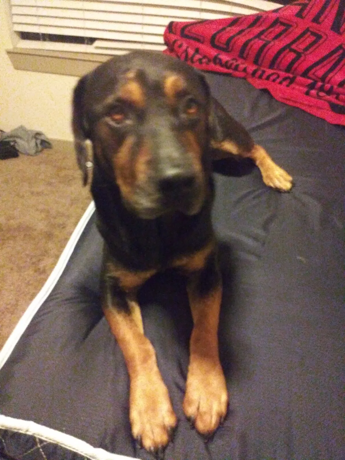 Found dog in Fayetteville, AR, 72701