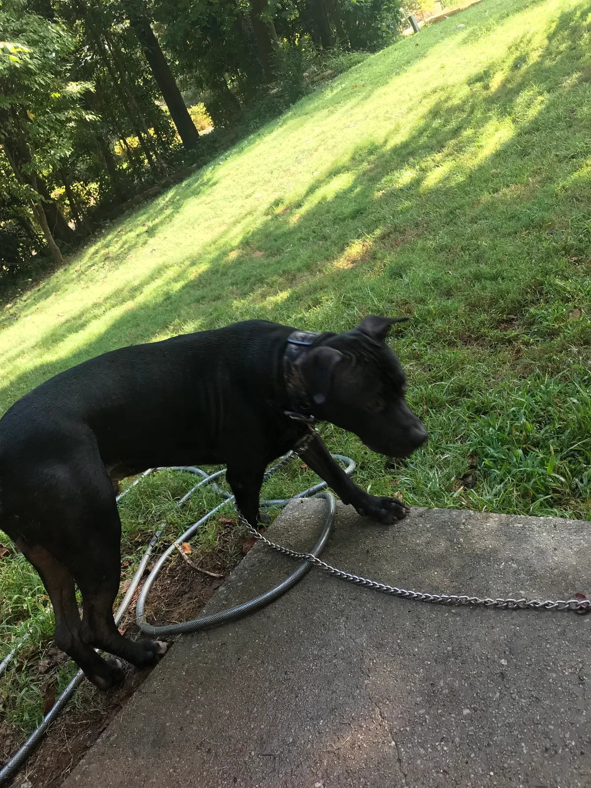 Found dog in Duluth, GA, 30096