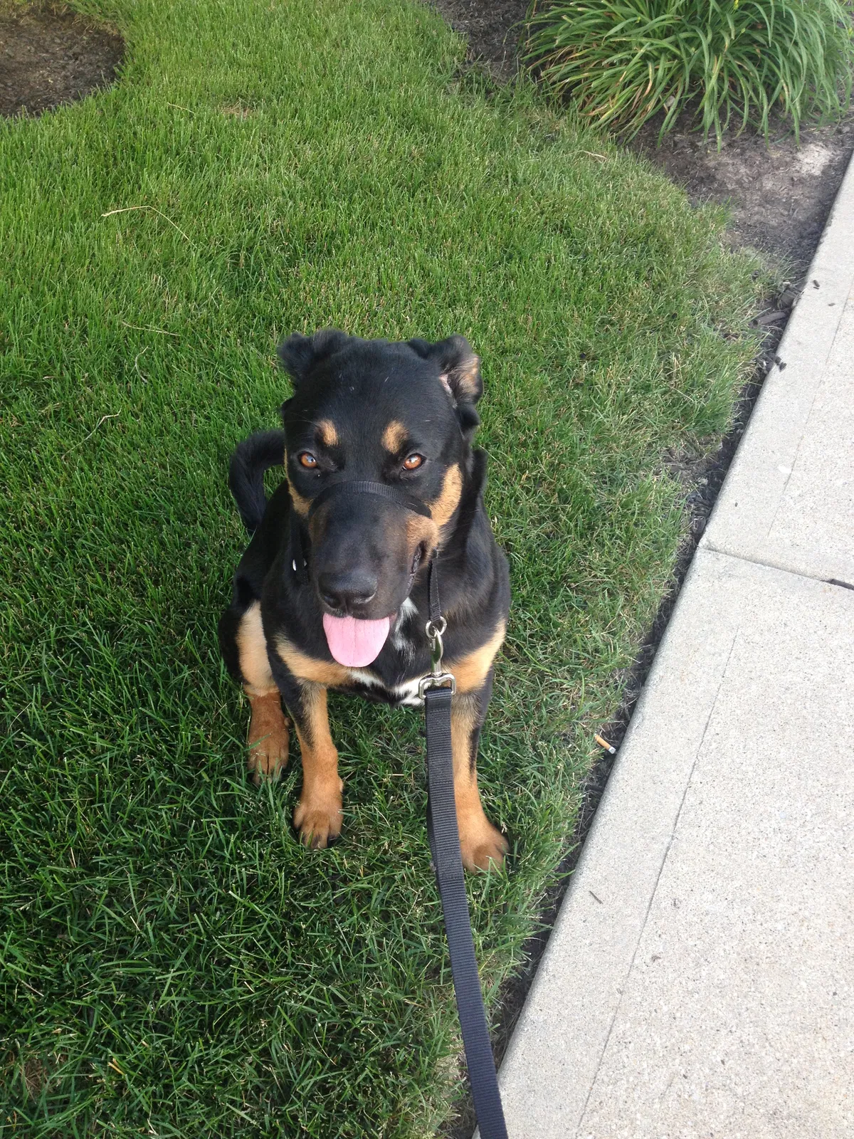 Found dog in Indianapolis, IN, 46240