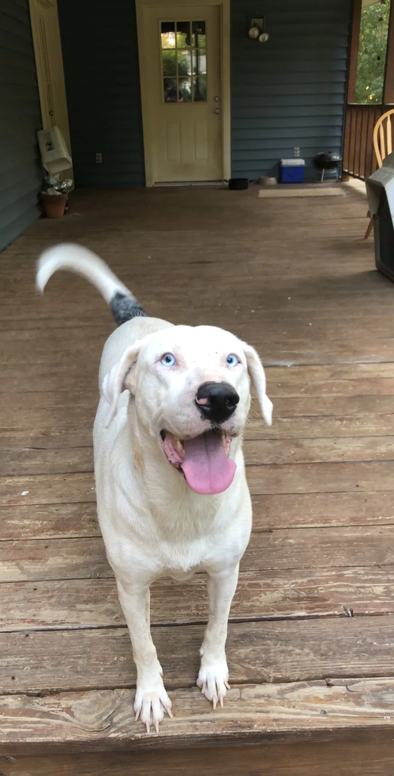 Found dog in Mooringsport, LA, 71060