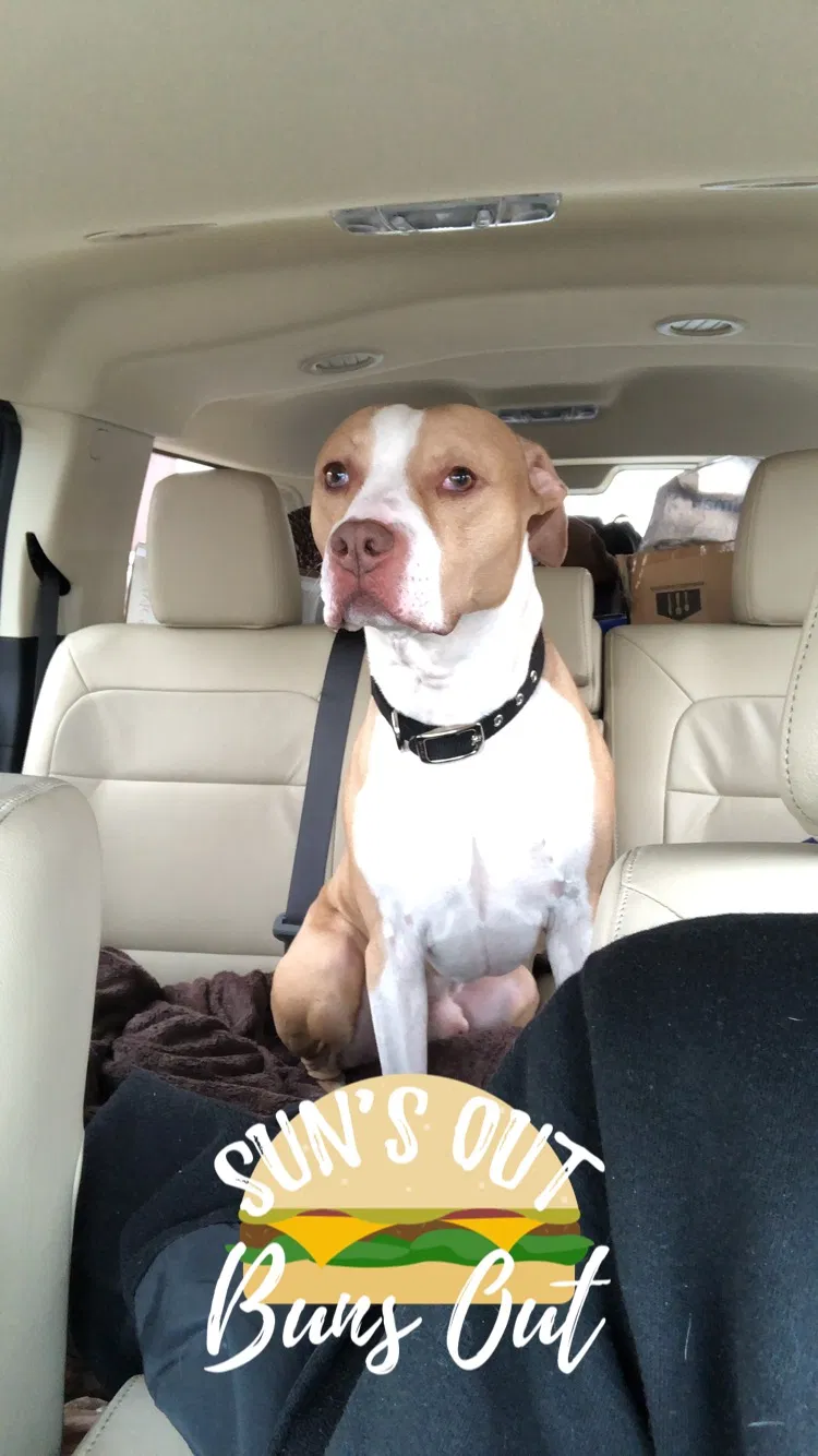 Found dog in Upland, CA, 91786