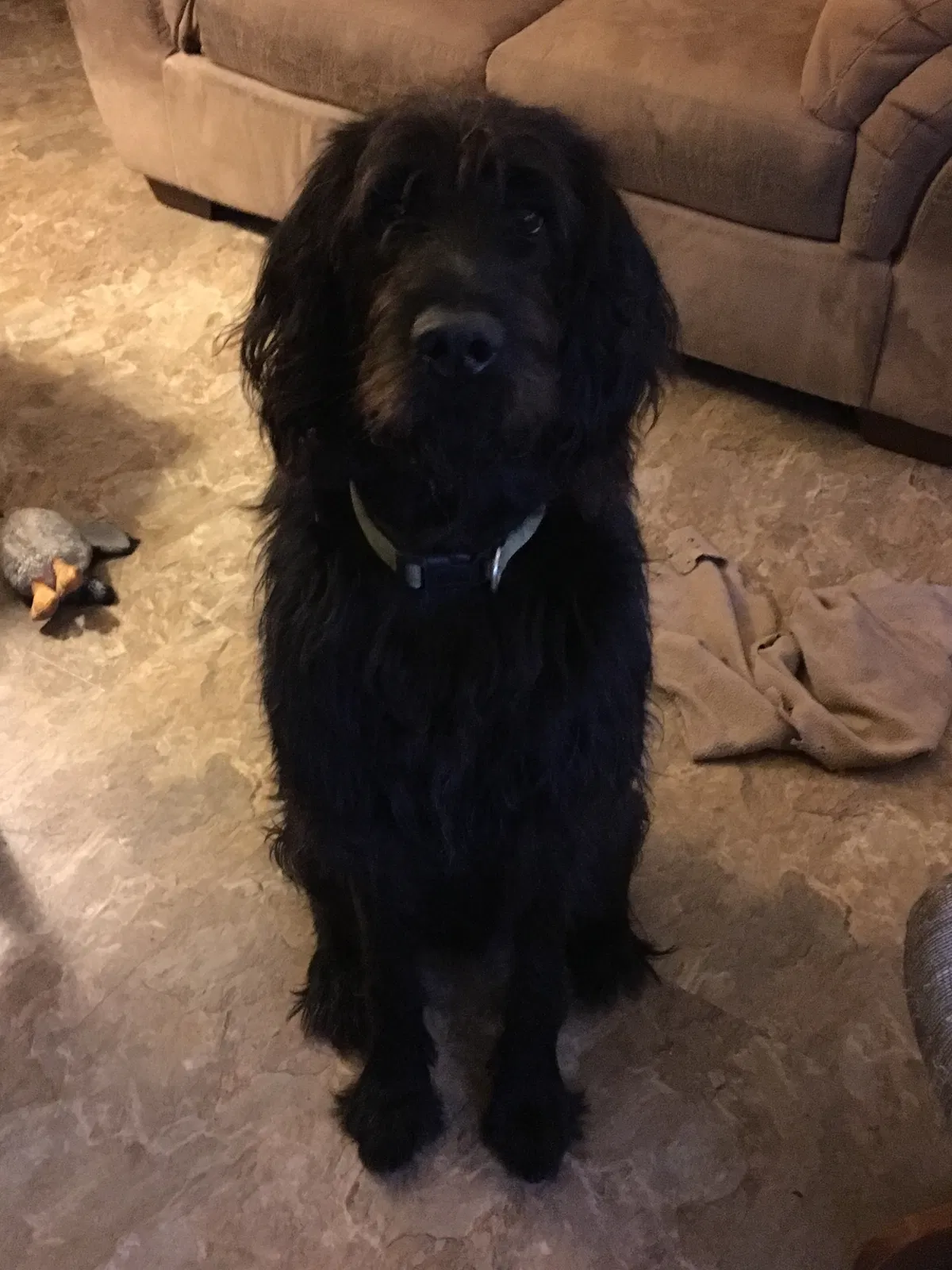 Found dog in Mattawan, MI, 49071