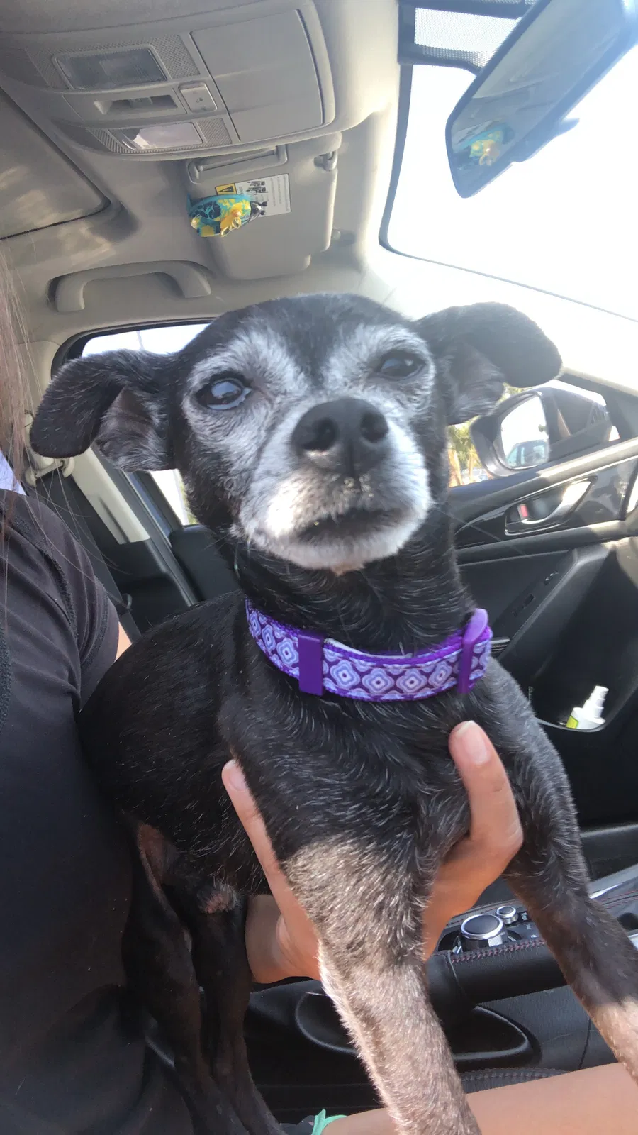Found dog in Inglewood, CA, 90305