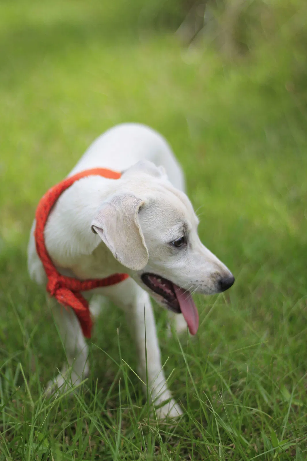 Found dog in Ocilla, GA, 31774