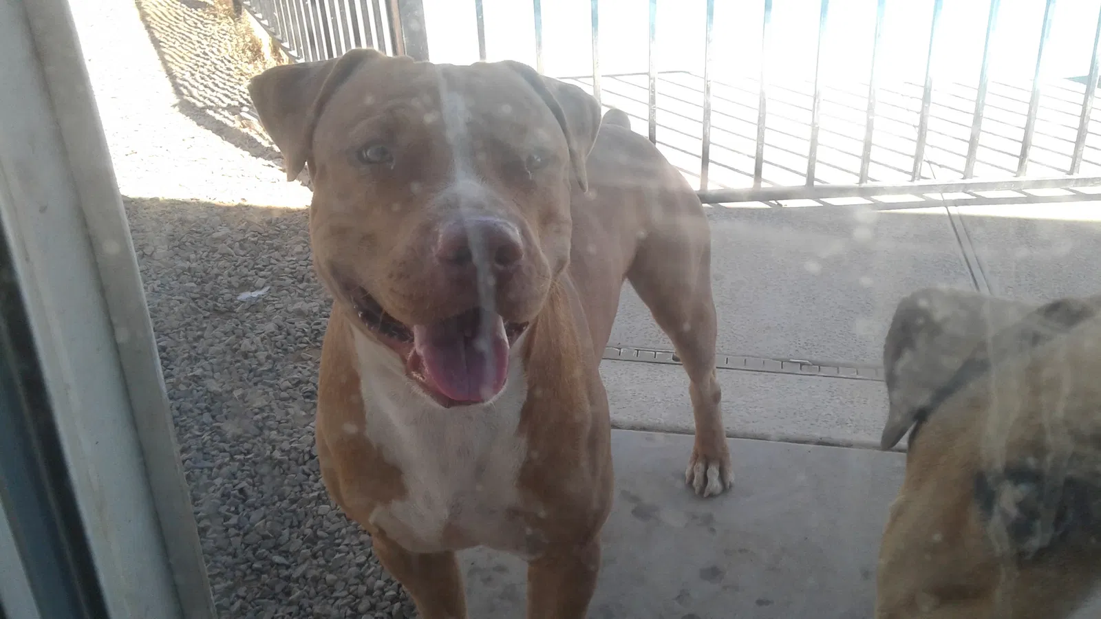 Found dog in Phoenix, AZ, 85035