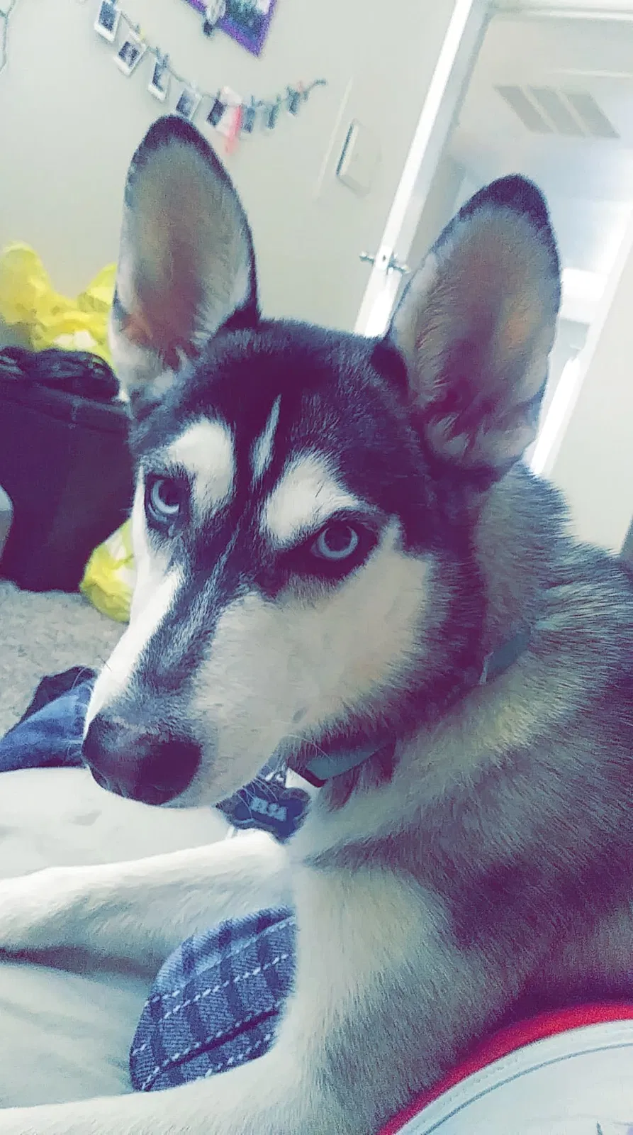 Found dog in Scottsdale, AZ, 85251
