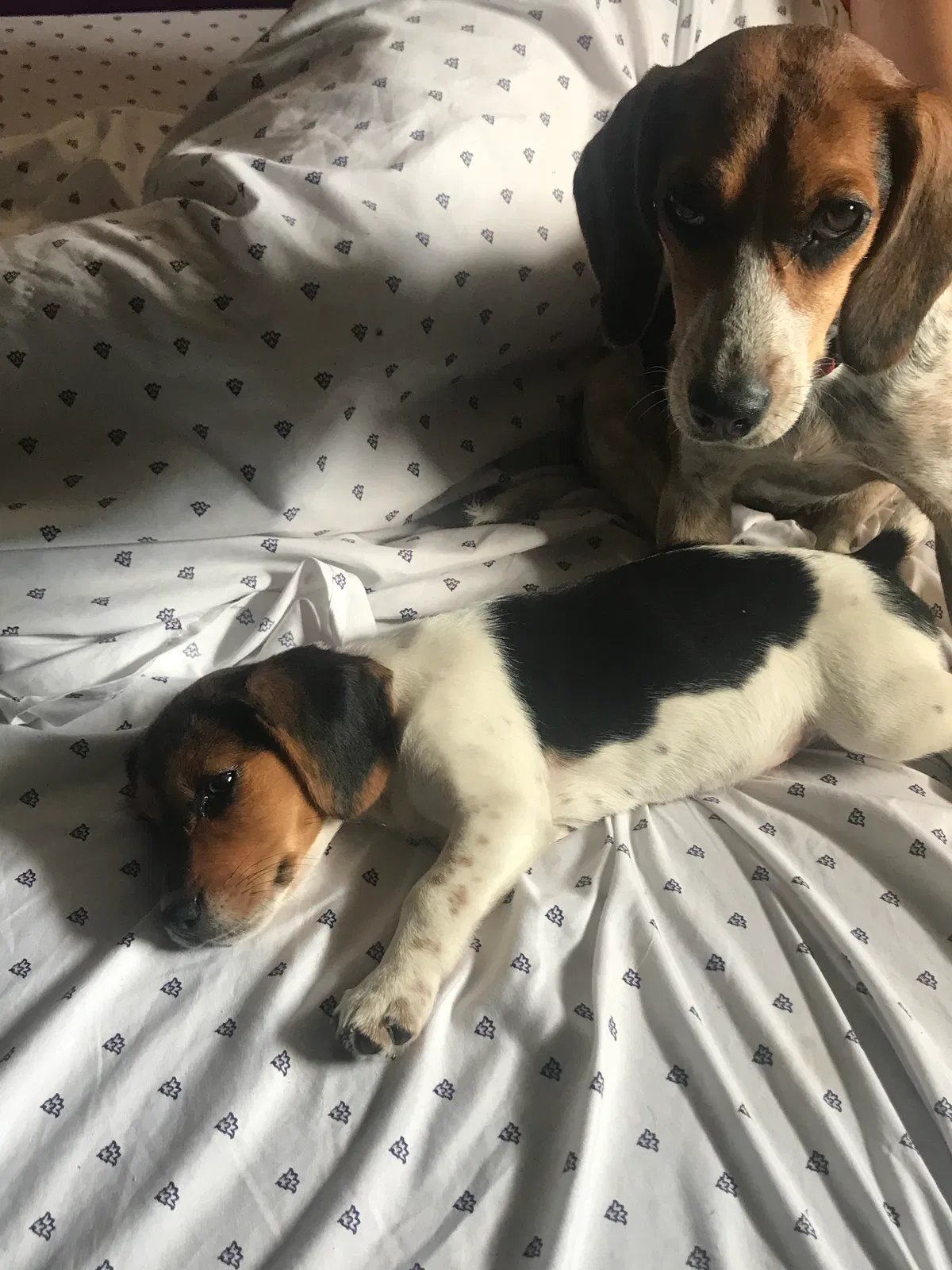 Found dog in Canton, OH, 44721