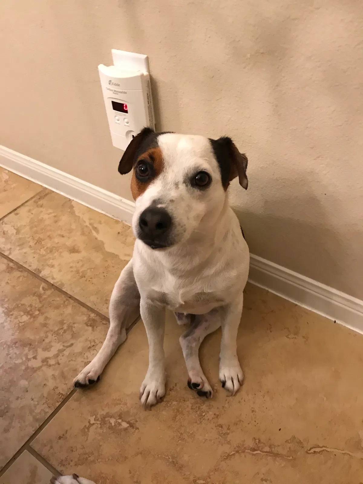 Found dog in Spring, TX, 77382