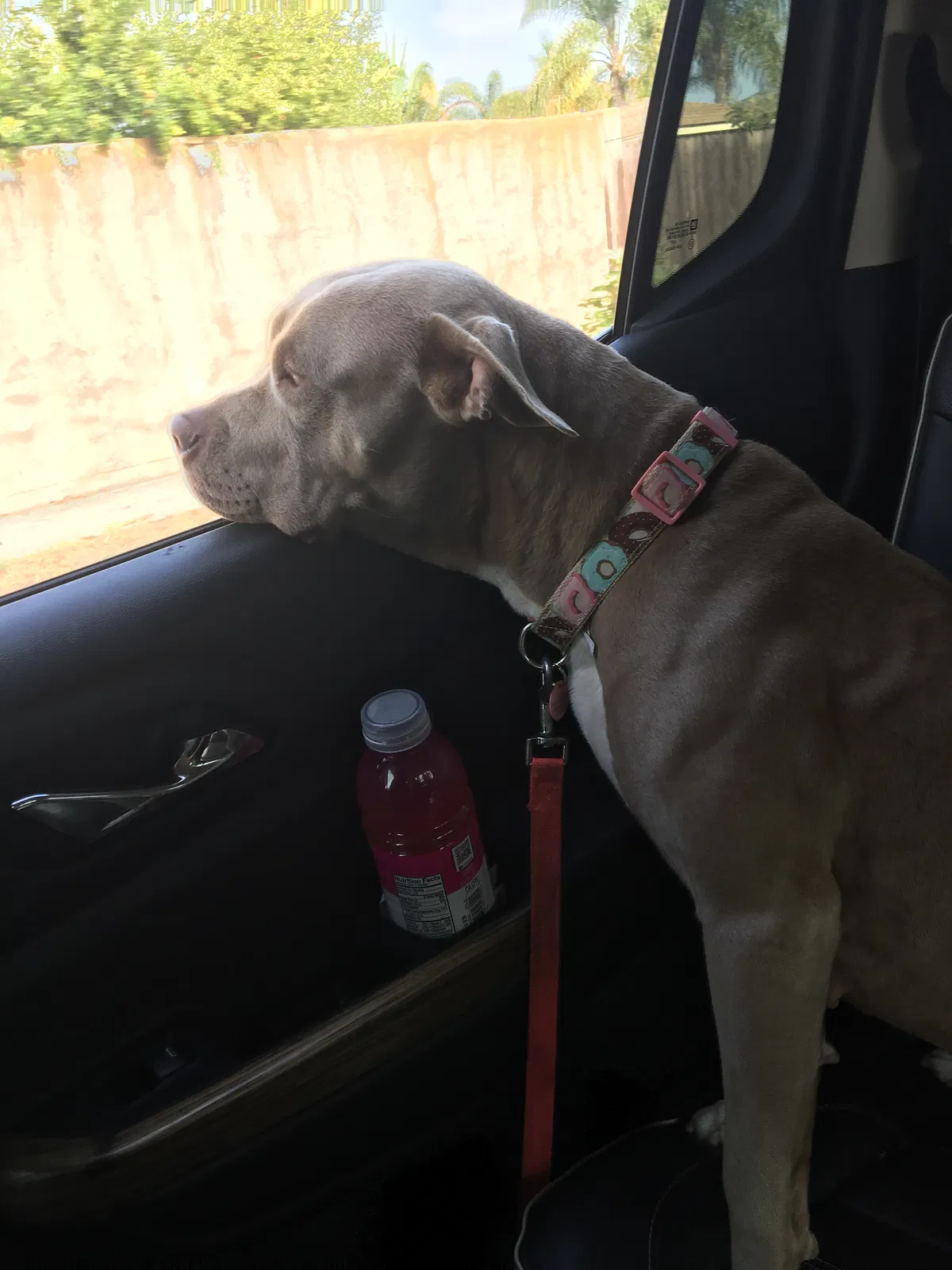 Found dog in Los Angeles, CA, 90045