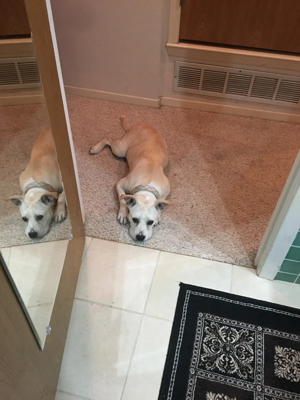 Found dog in Dallas, TX, 75218