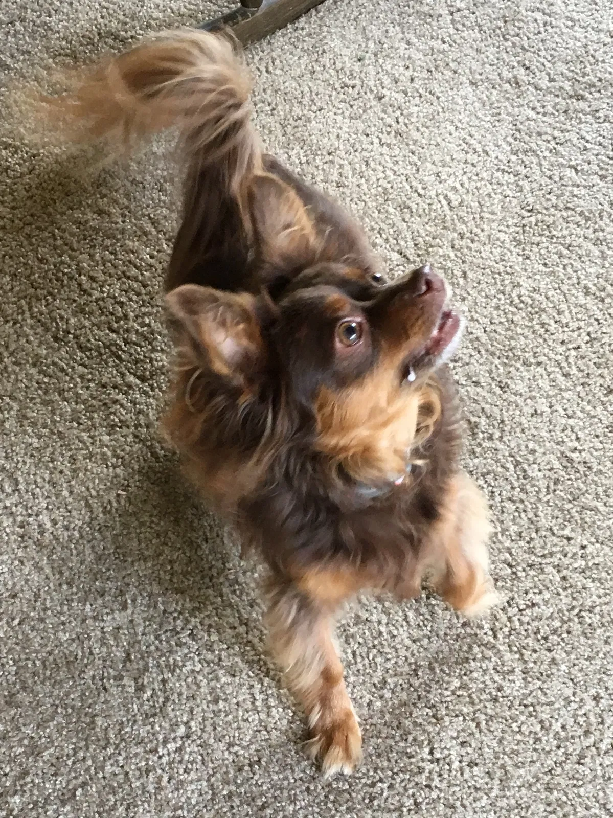 Found dog in Seattle, WA, 98117