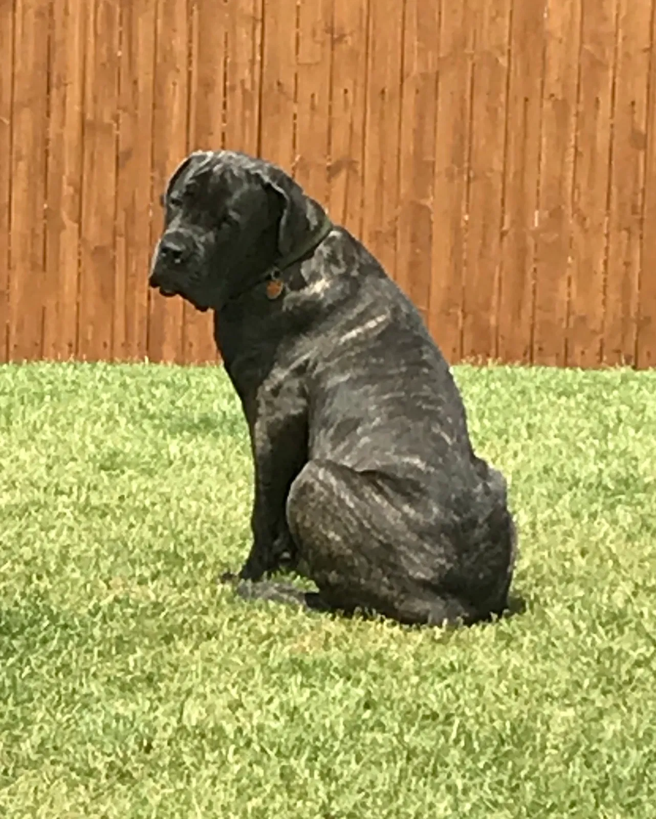Found dog in Oklahoma City, OK, 73142