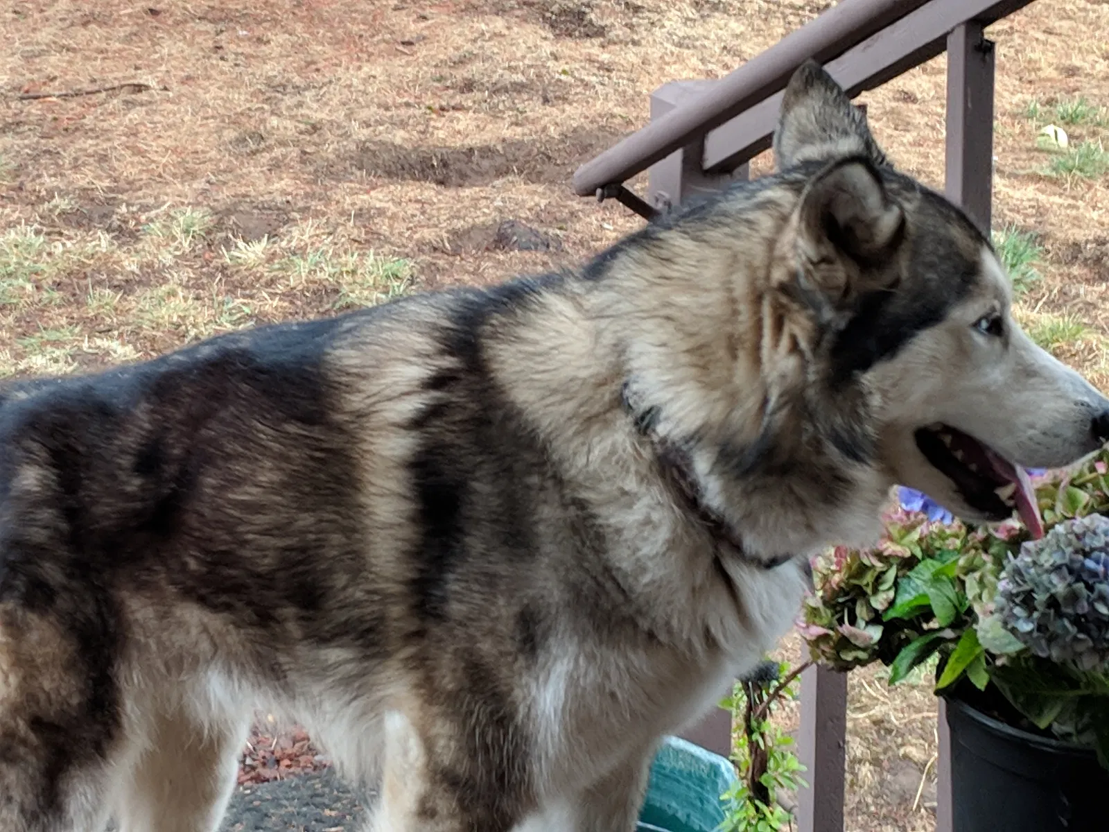 Found dog in Ridgefield, WA, 98642