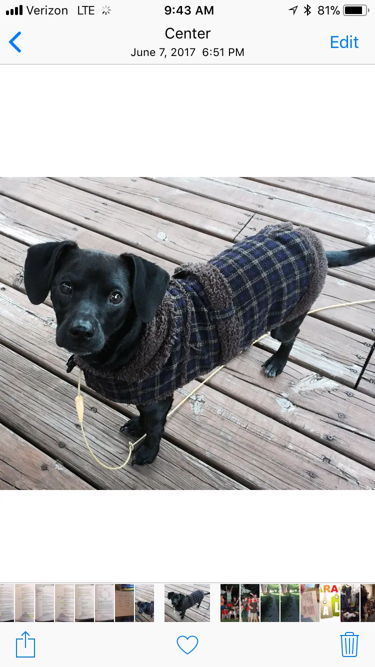 Found dog in La Porte, IN, 46350
