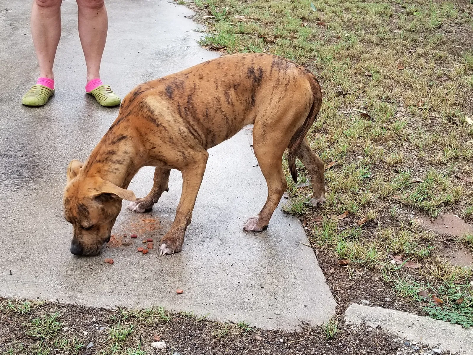 Found dog in Chico, TX, 76431