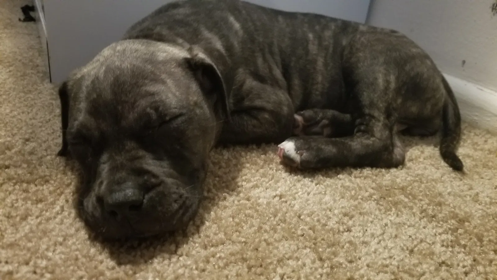 Found dog in Carol Stream, IL, 60188