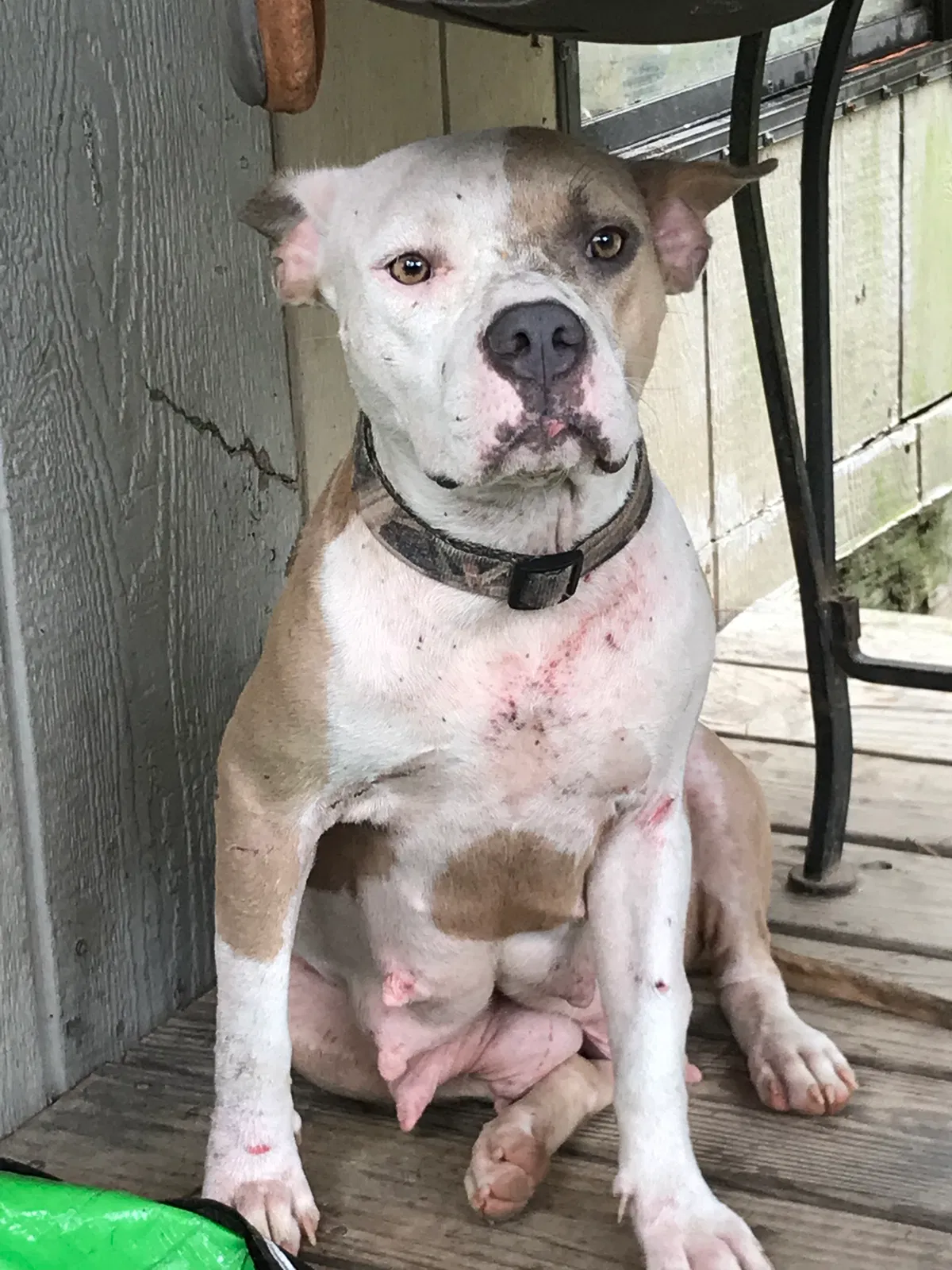 Found dog in Crockett, TX, 75835