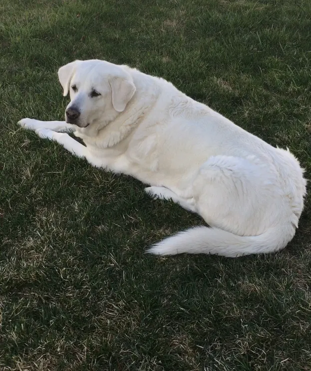 Found dog in Syracuse, UT, 84075