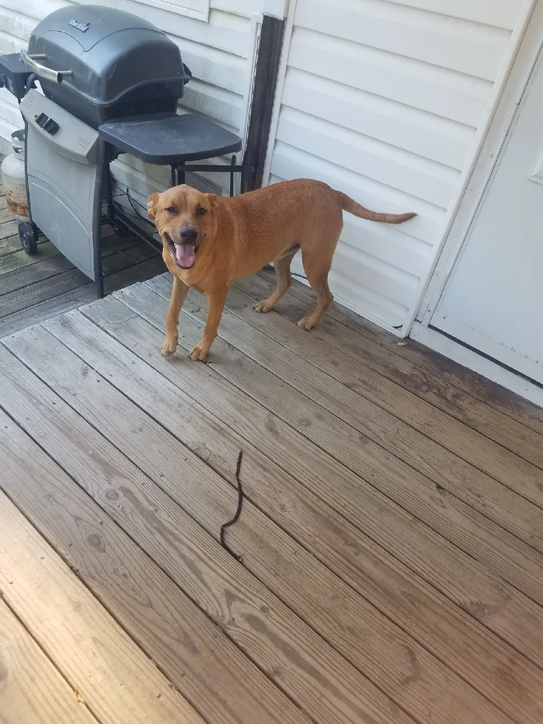 Found dog in Elgin, SC, 29045