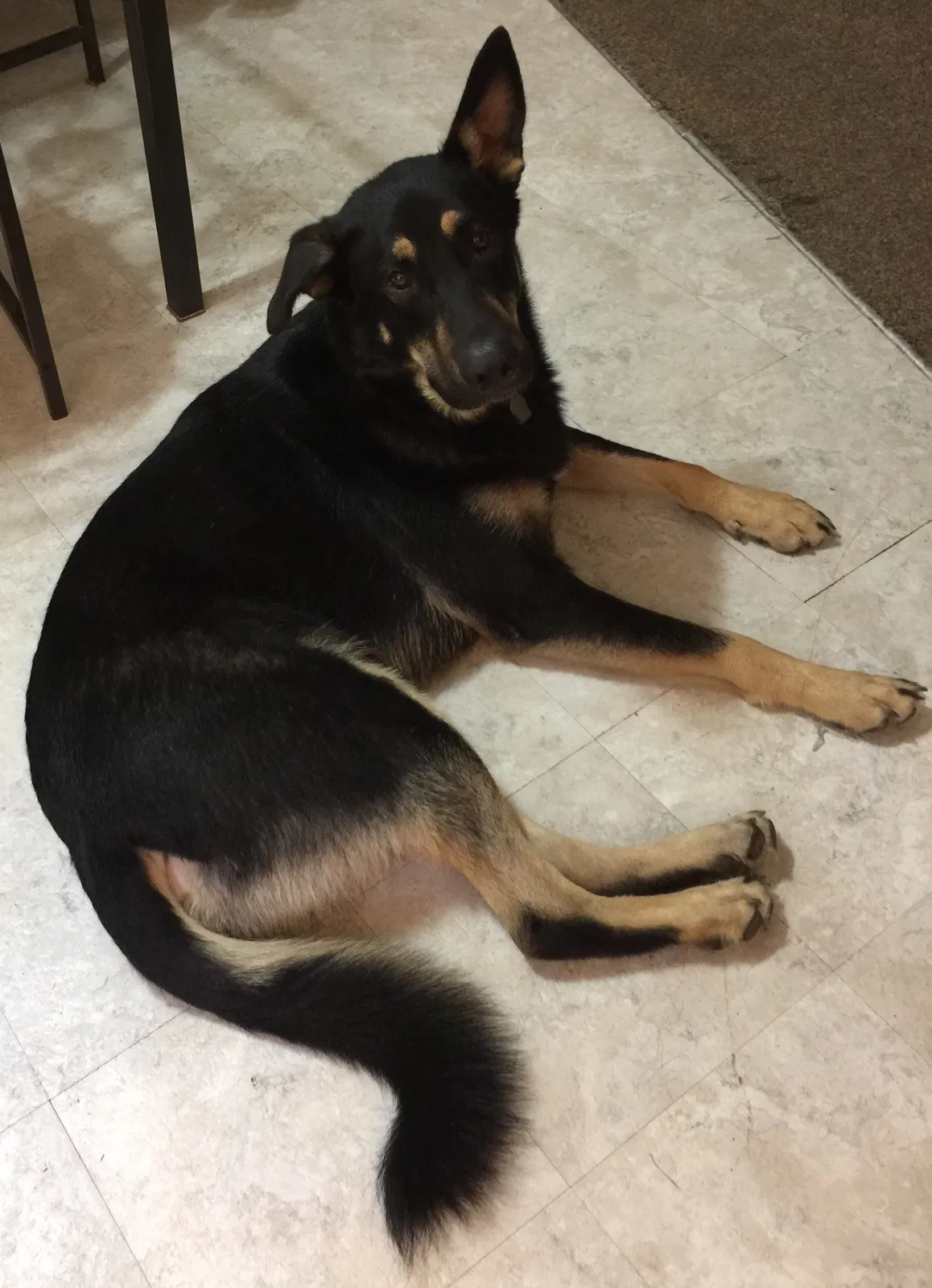 Found dog in Killeen, TX, 76549
