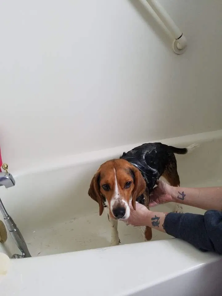 Found dog in Canal Fulton, OH, 44614