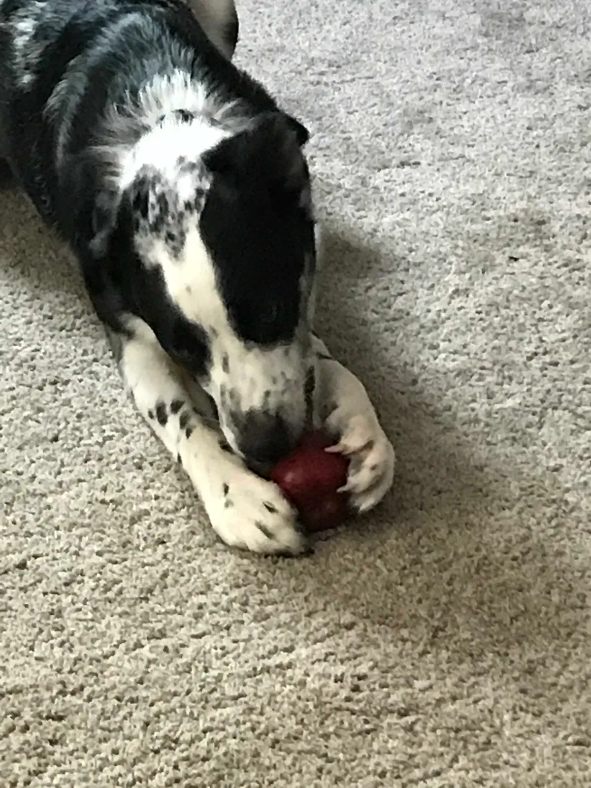 Found dog in Landisville, PA, 17538