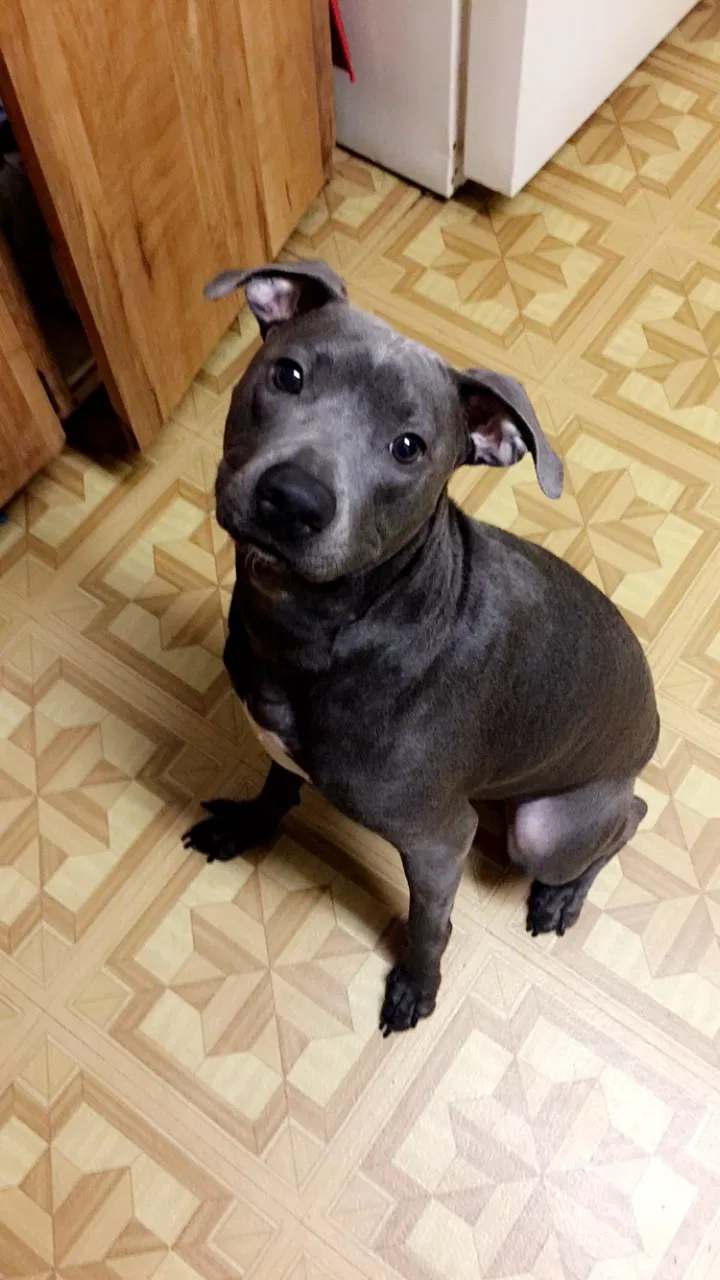 Found dog in Tampa, FL, 33619