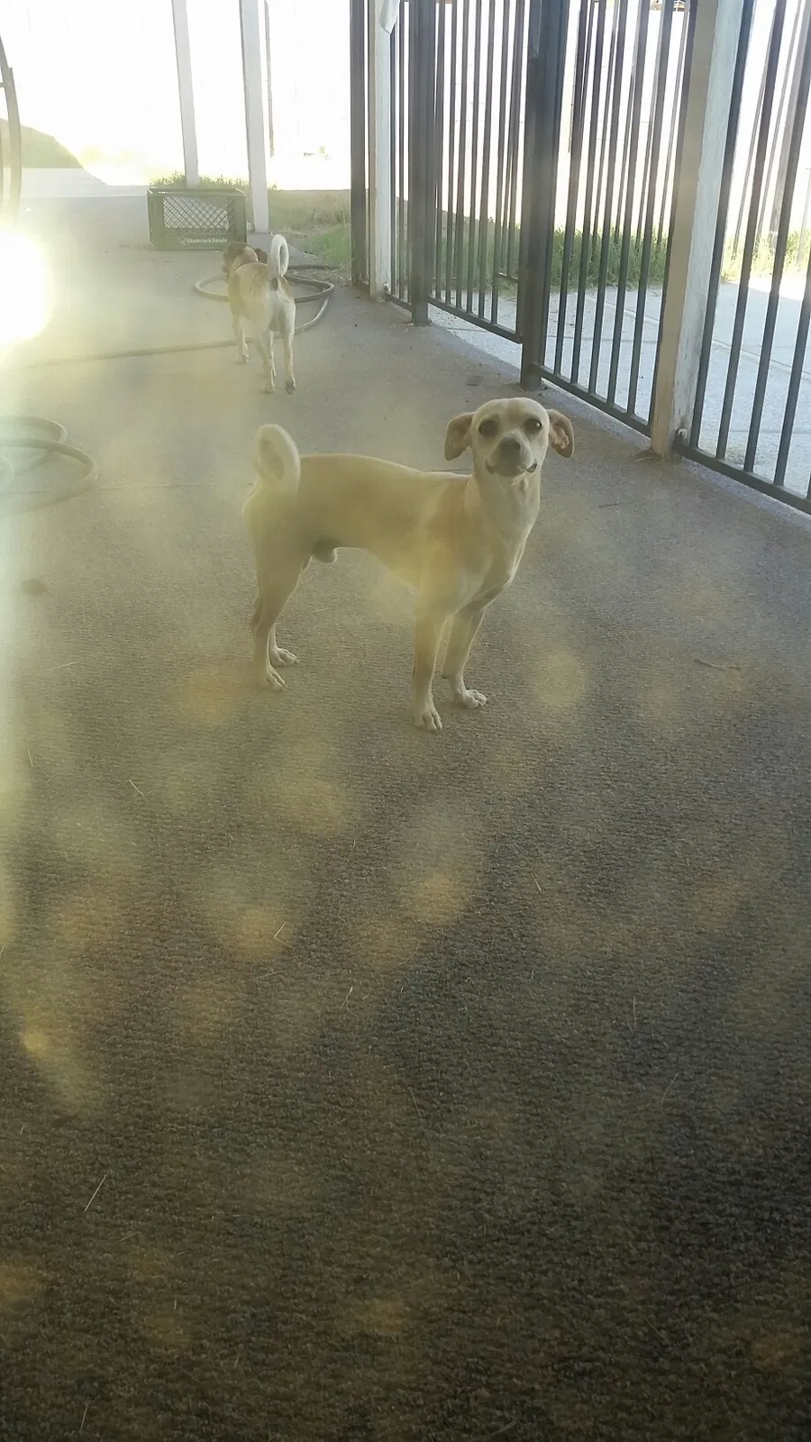 Found dog in Phoenix, AZ, 85016