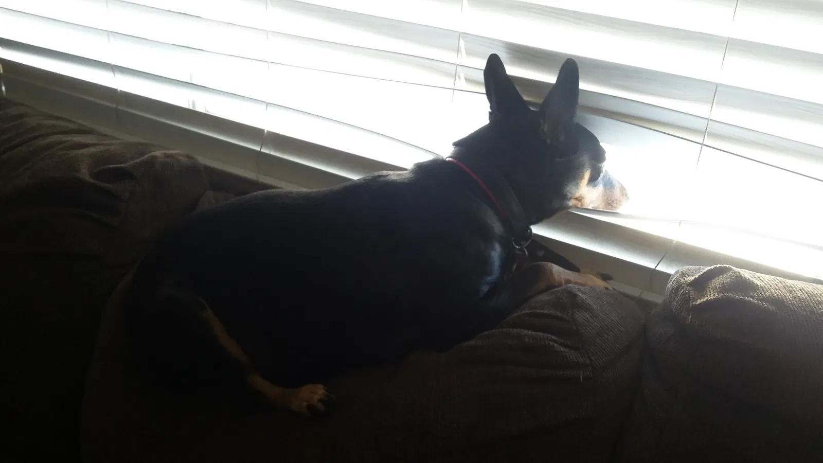 Found dog in Canyon Country, CA, 91351