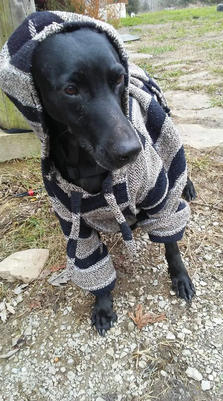 Found dog in Louisville, KY, 40215