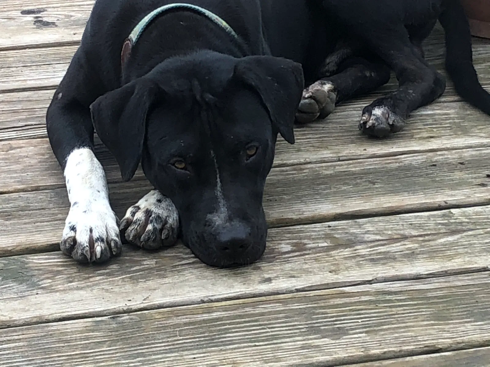 Found dog in Joshua, TX, 76058