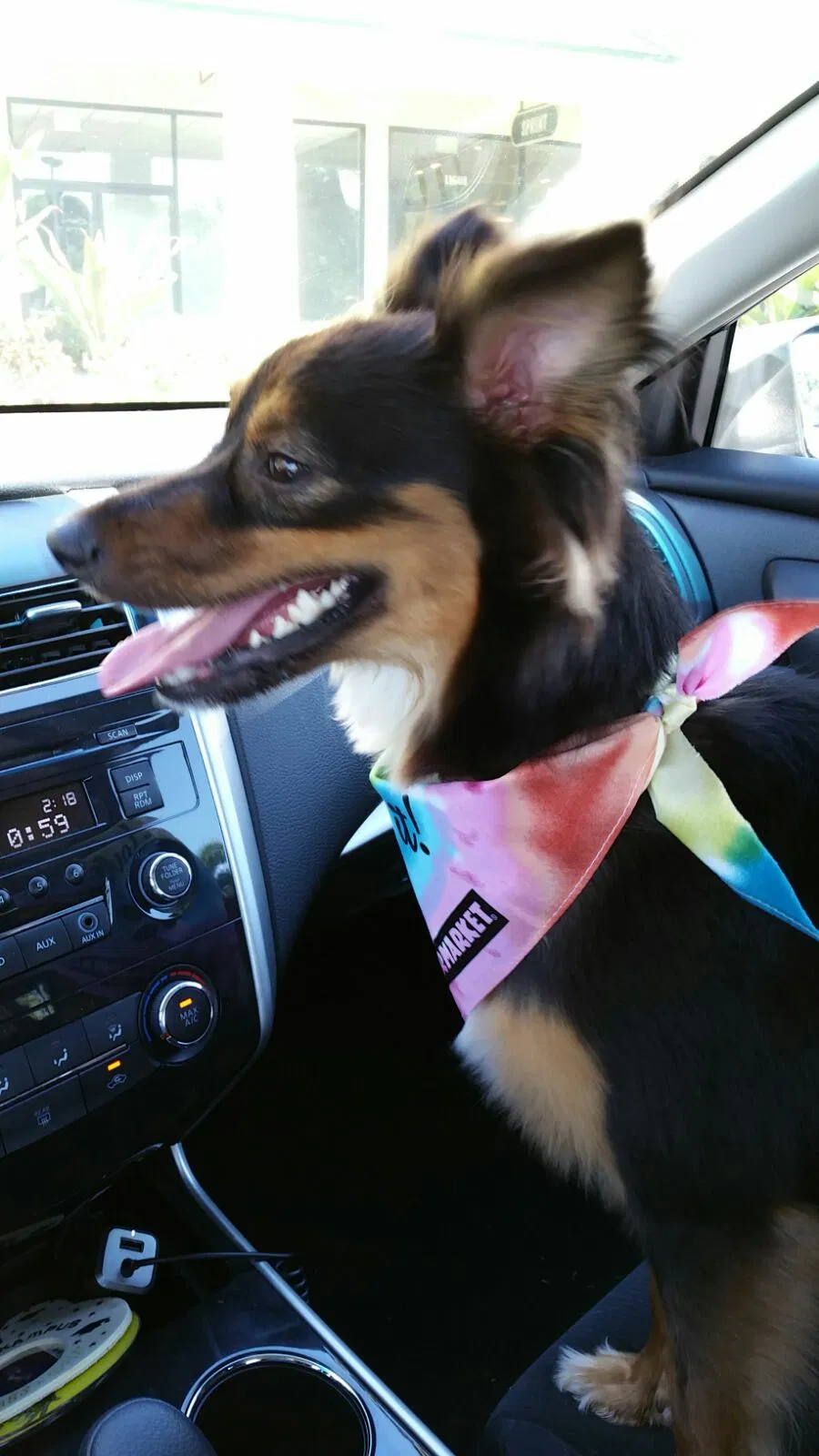 Found dog in Miami, FL, 33196