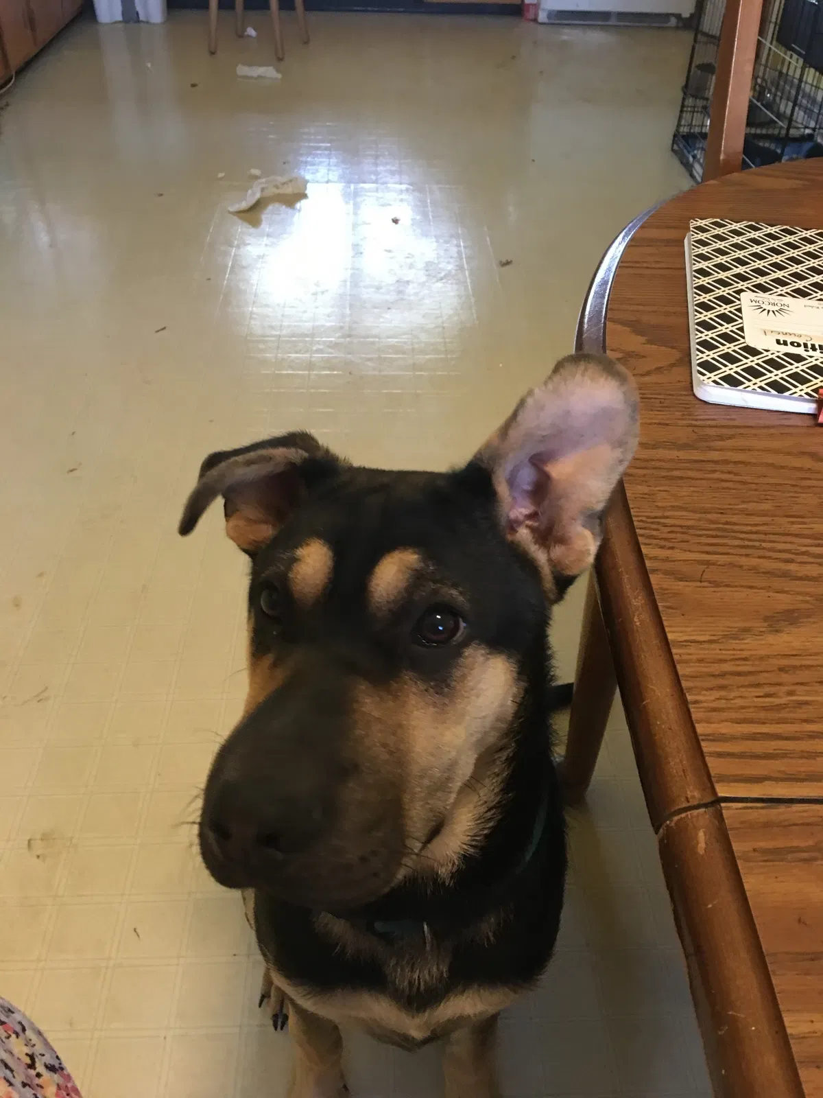 Found dog in Danville, KY, 40422