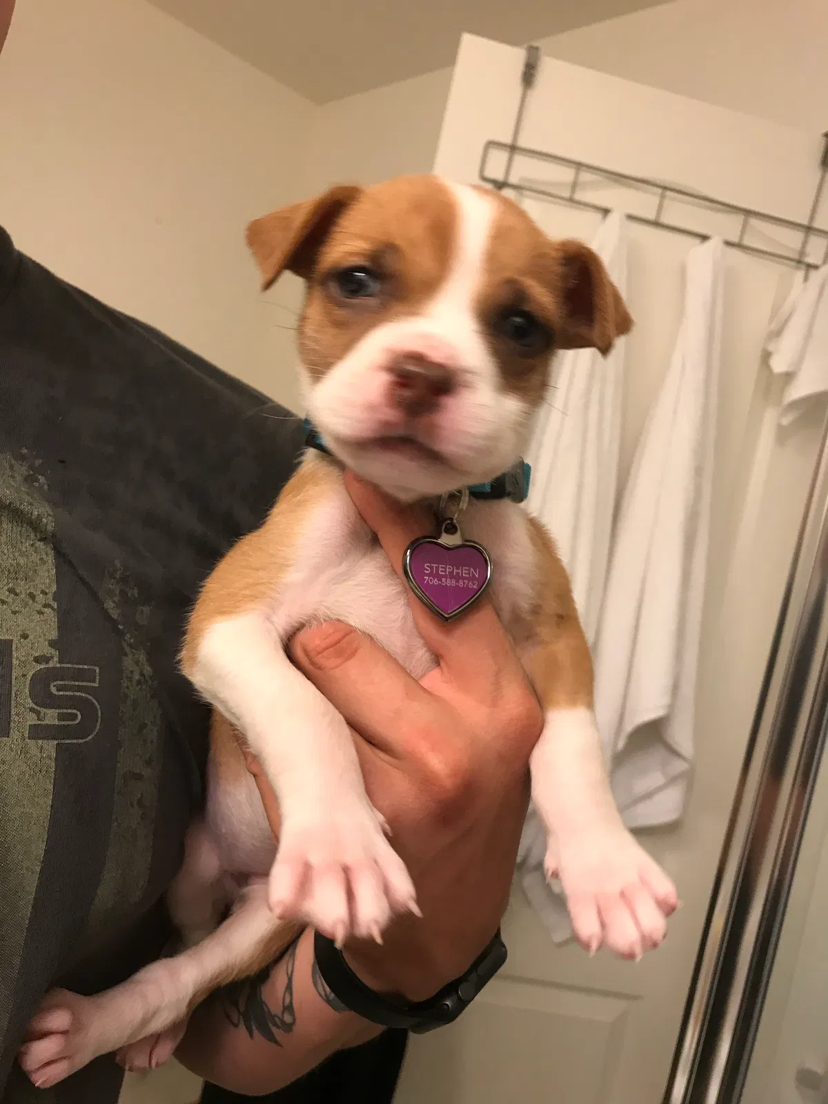 Found dog in Laurel, MD, 20723