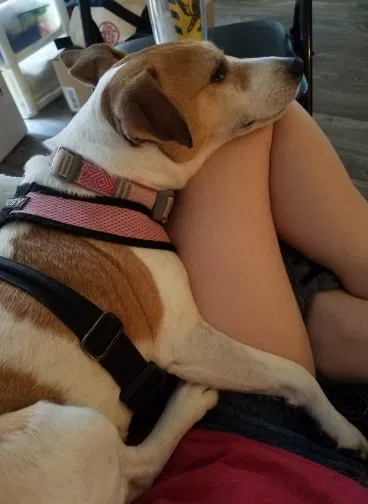 Found dog in Tampa, FL, 33615