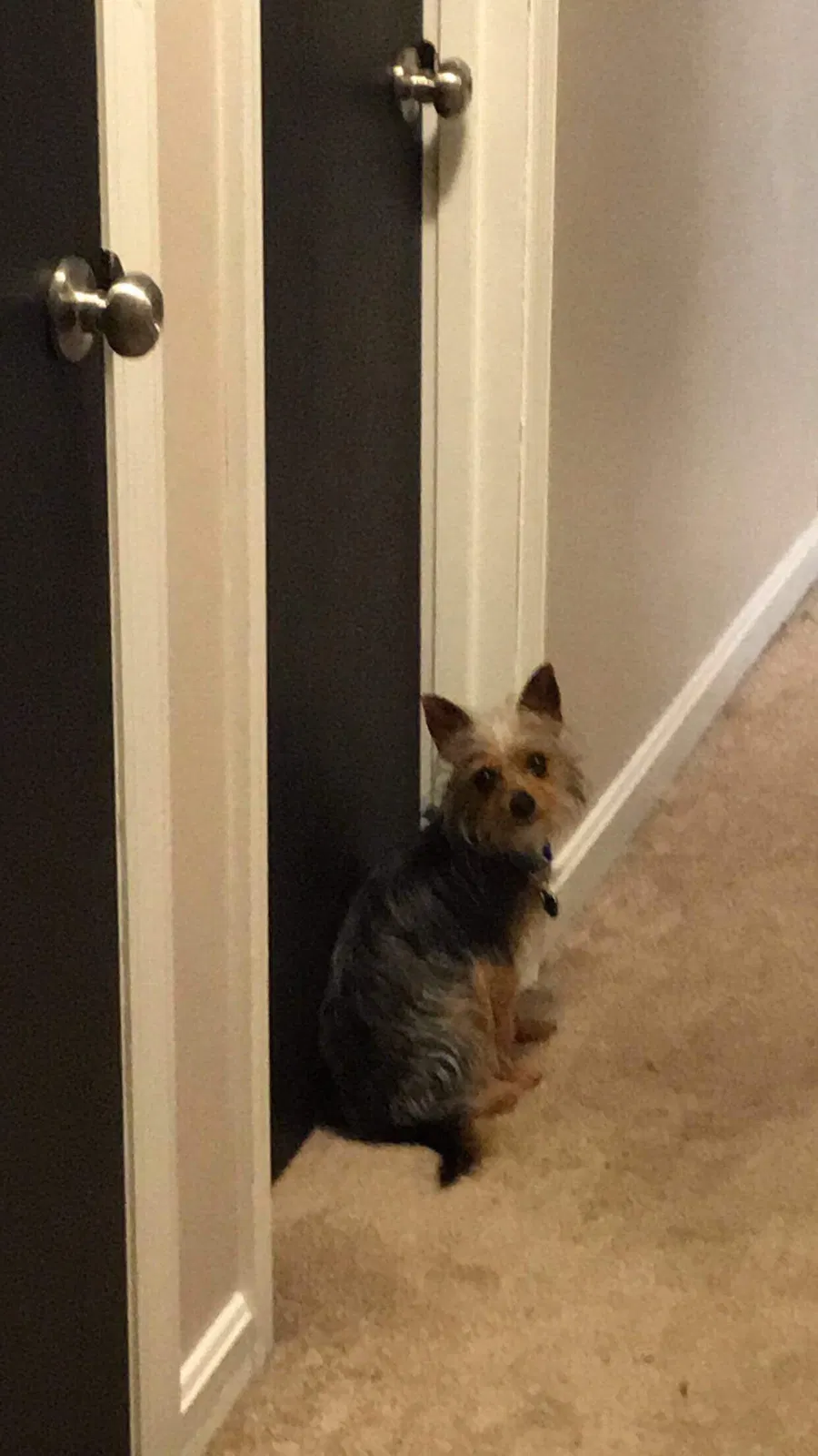 Found dog in Ft Mitchell, KY, 41017