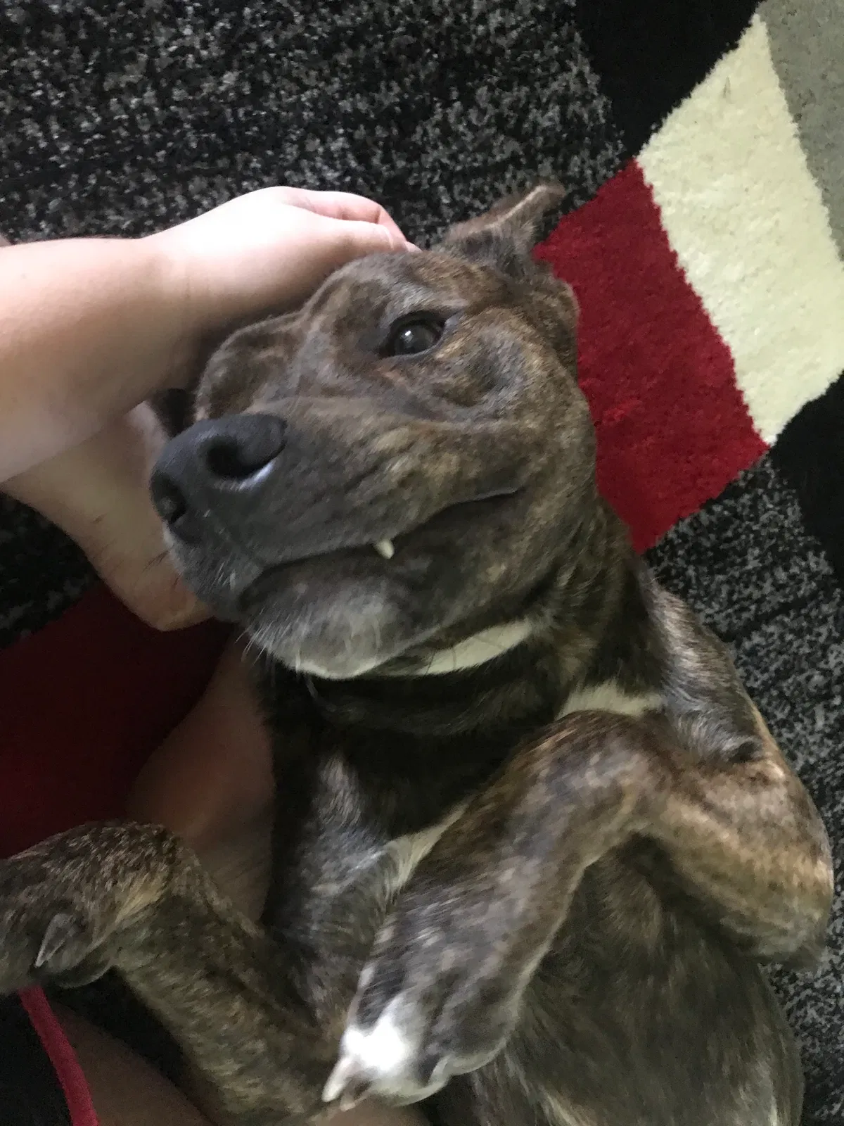 Found dog in Arlington, TN, 38002