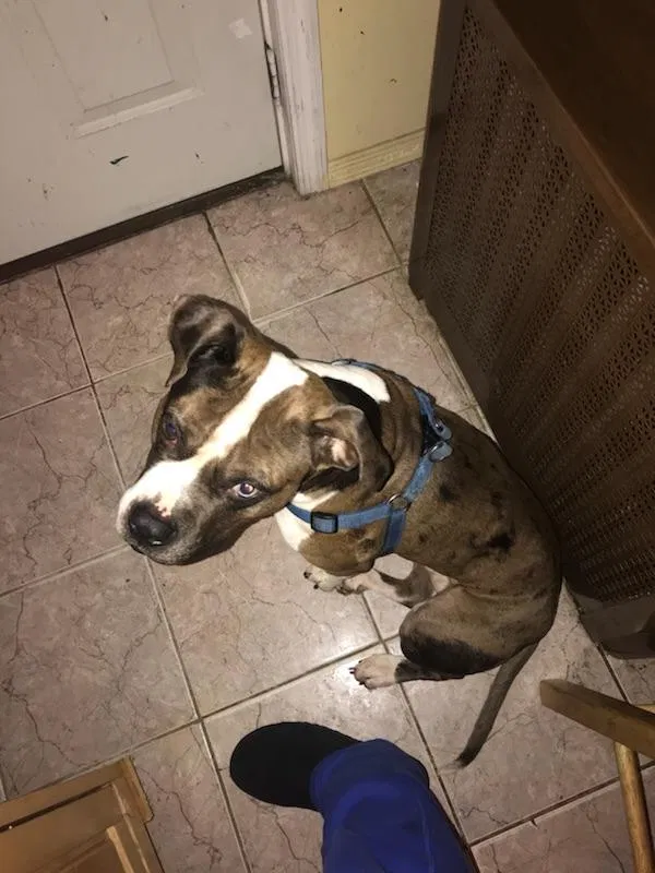 Found dog in Saint Albans, NY, 11412