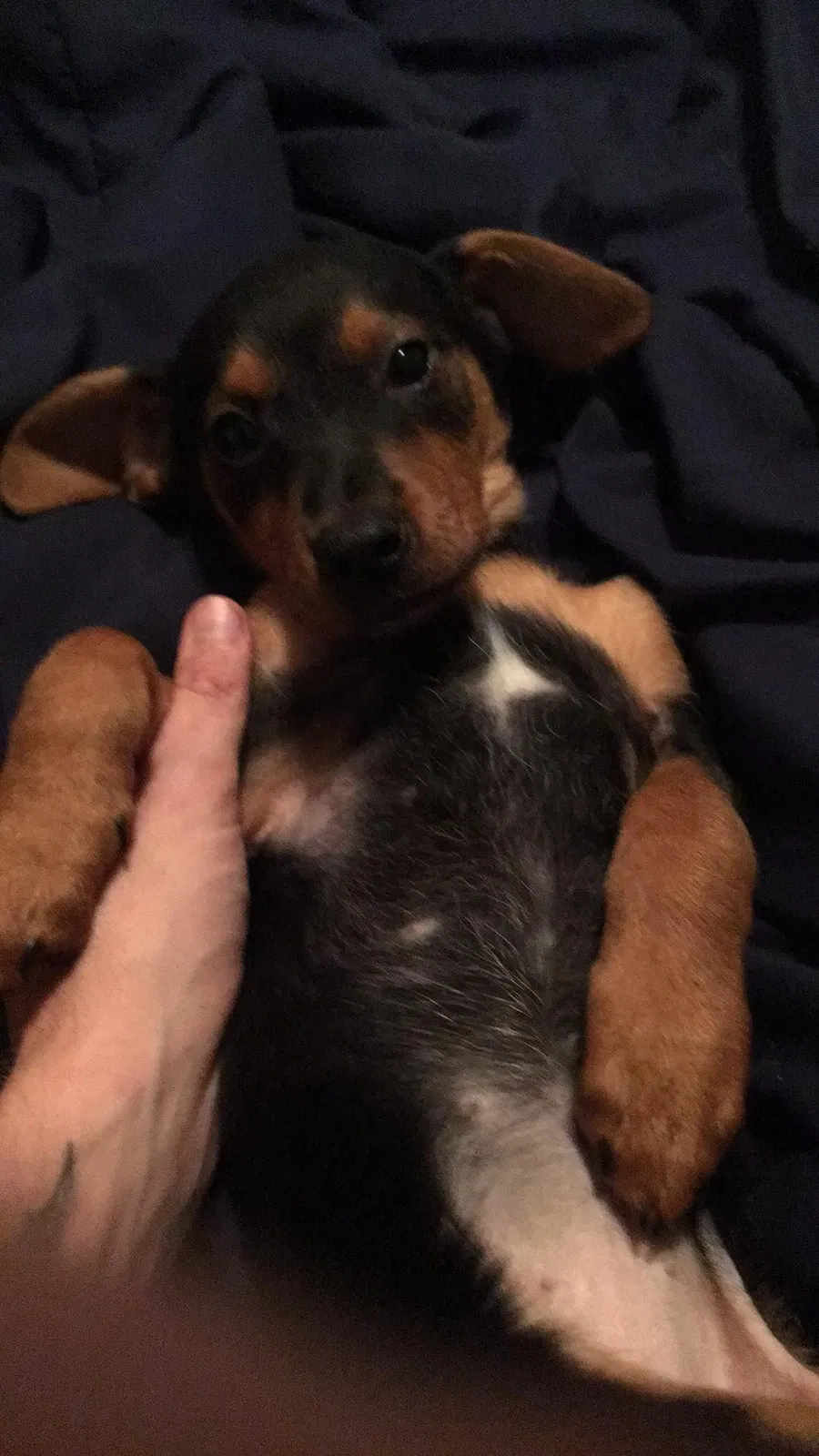 Found dog in Mc Calla, AL, 35111