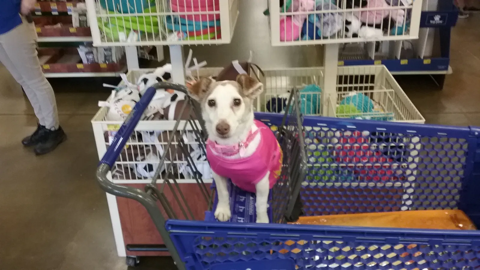 Found dog in Perris, CA, 92571