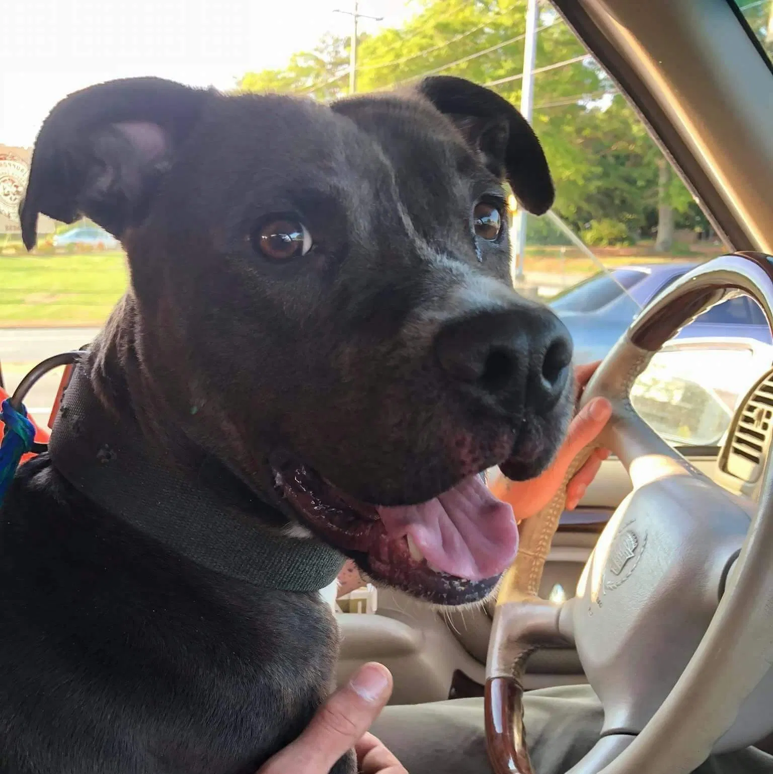 Found dog in Andover, MA, 1810
