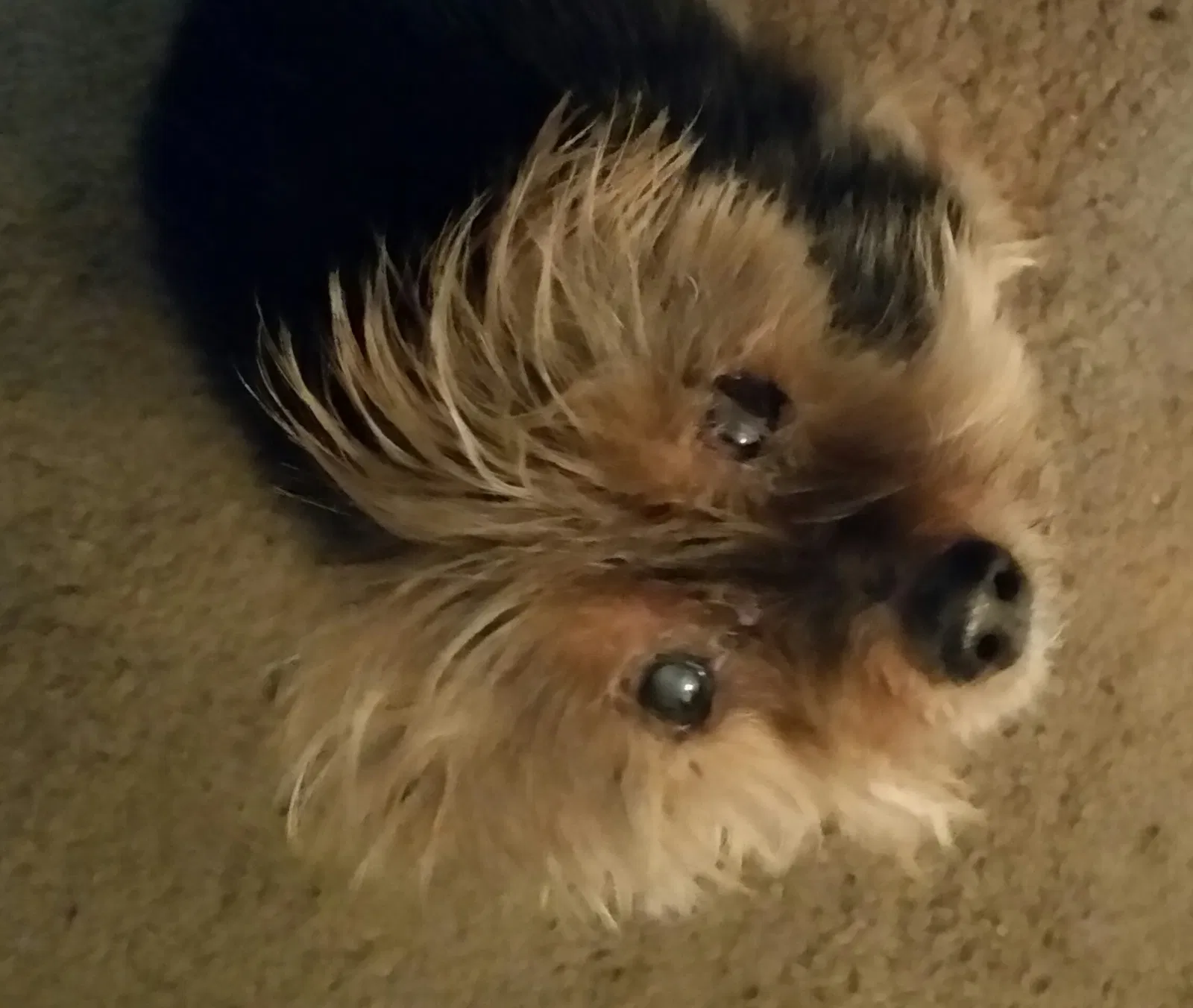Found dog in North Las Vegas, NV, 89031